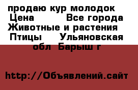 продаю кур молодок. › Цена ­ 320 - Все города Животные и растения » Птицы   . Ульяновская обл.,Барыш г.